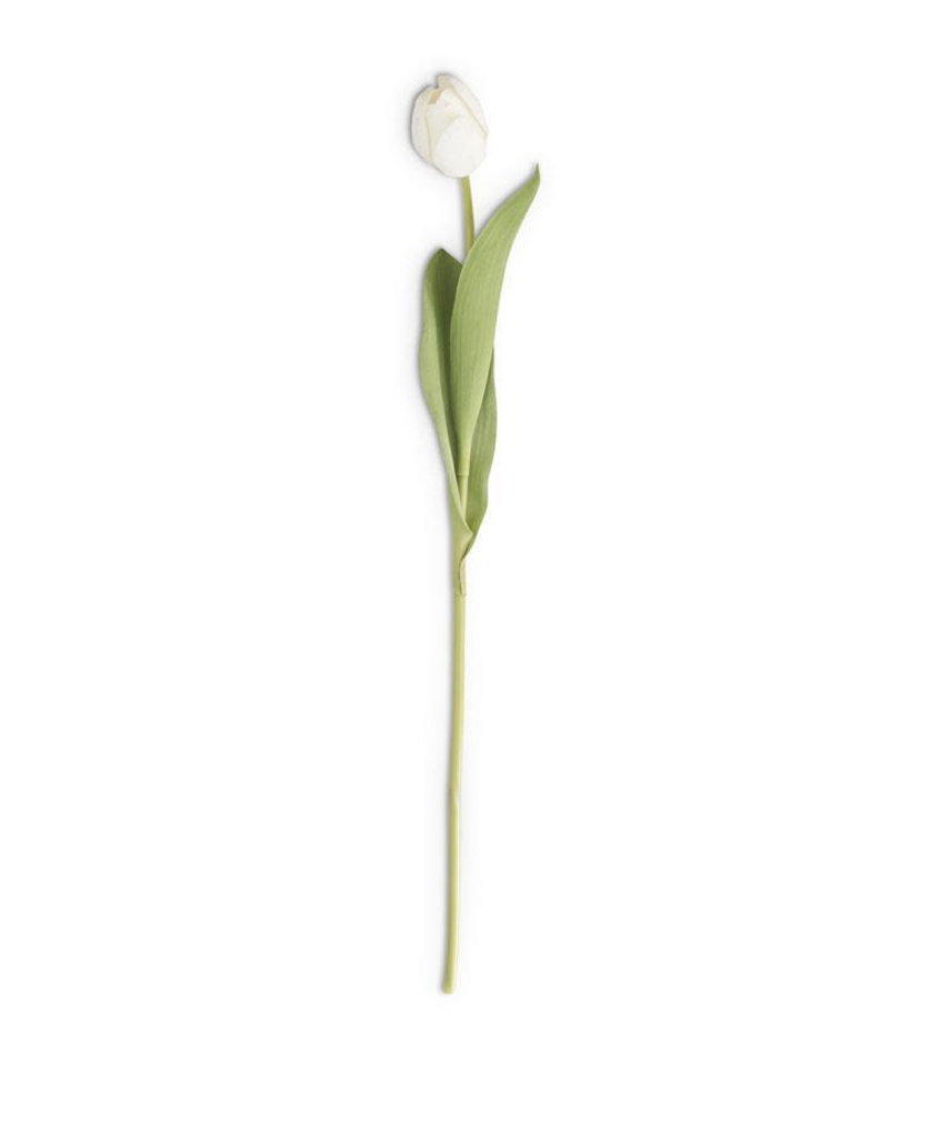 Tulipan Blanco 26.75"