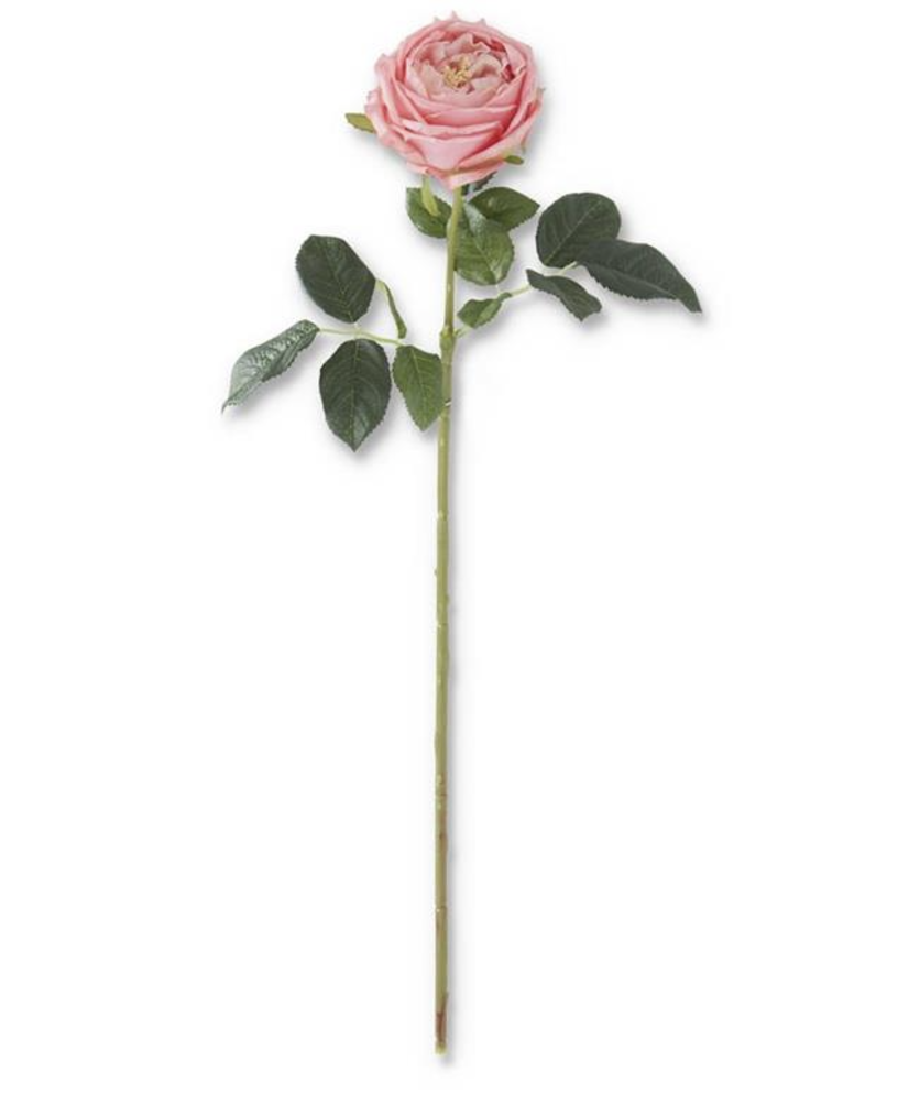 Rosa Austin Rosa Oscuro 24"