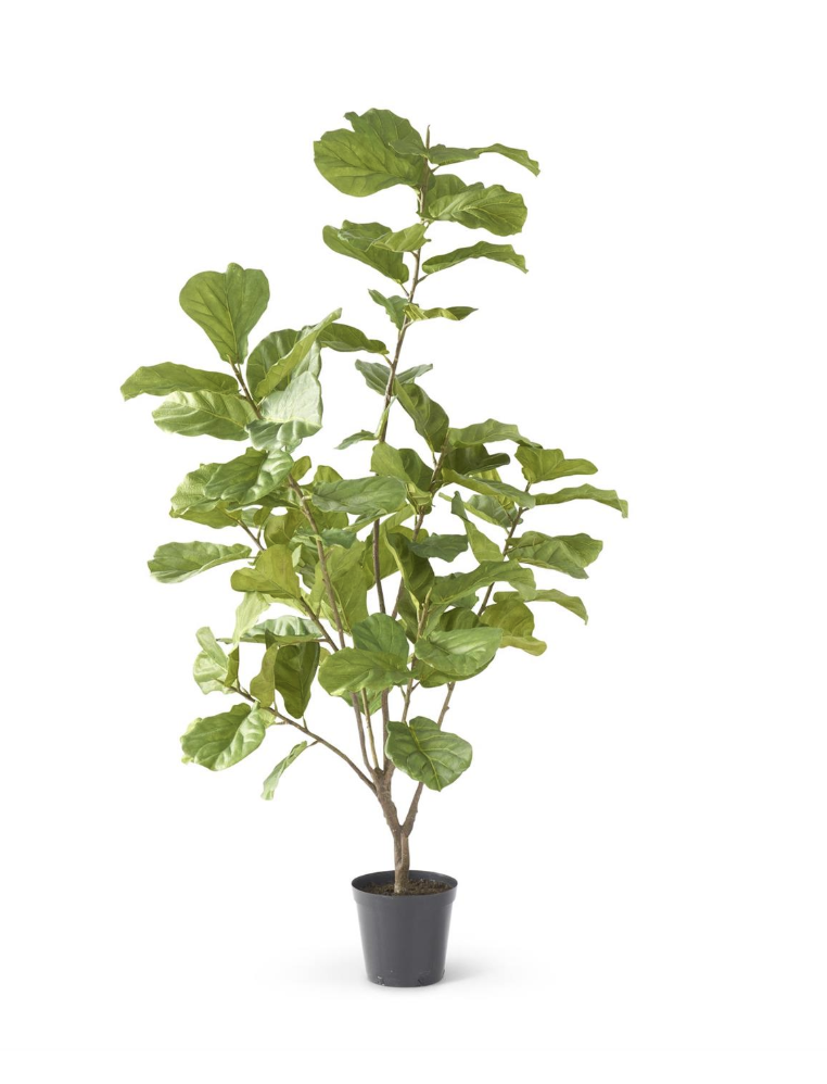 Pandurata 7'
