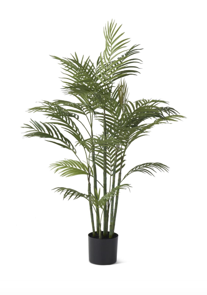 [19070A] Planta Palma 4'