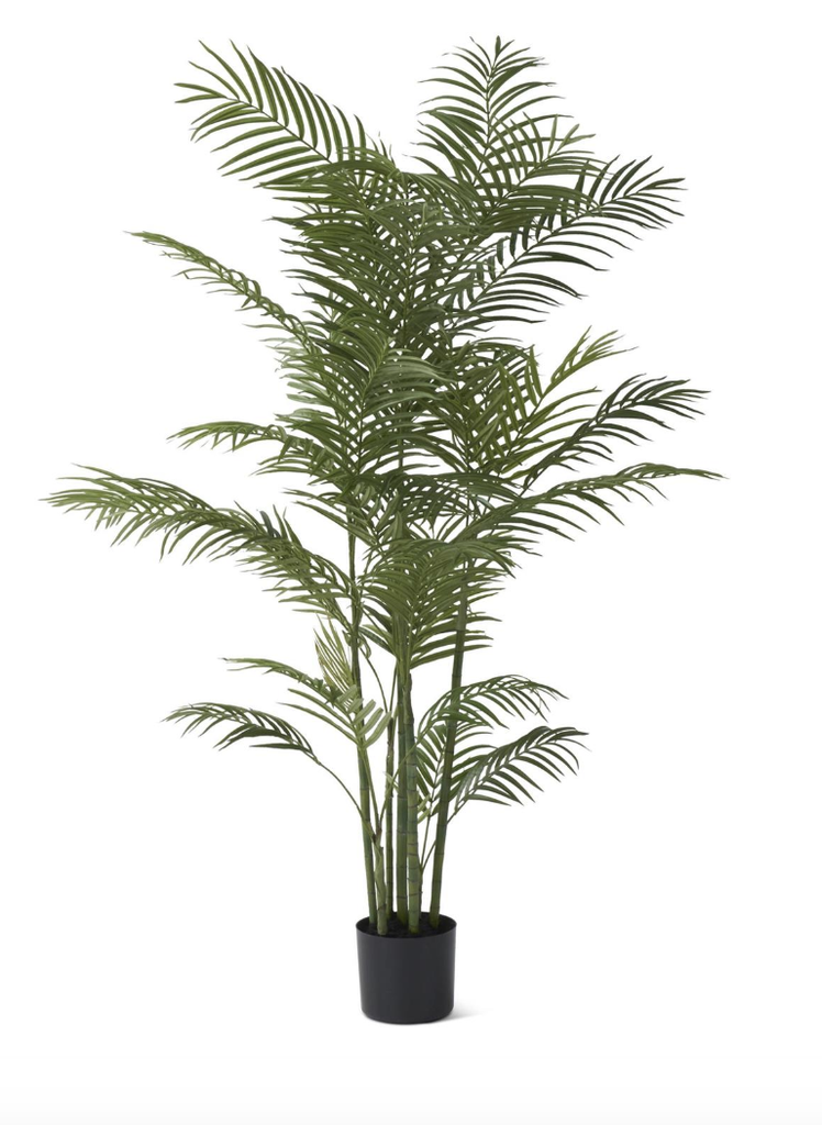 Planta Palma 5'