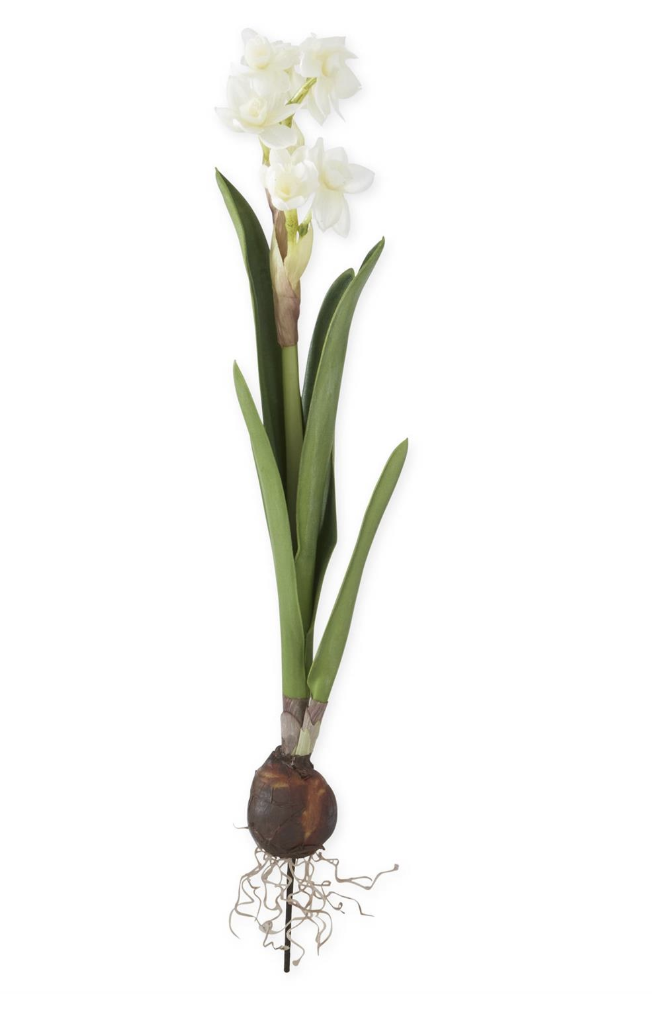 Narciso Blanco 19.5"