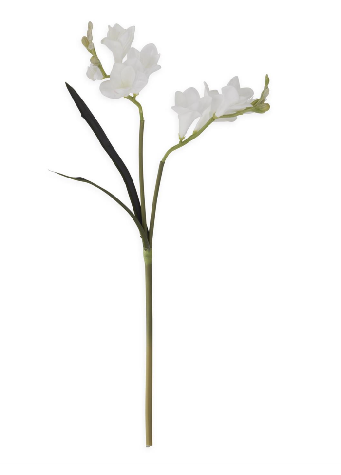 Fresia Blanco 21"