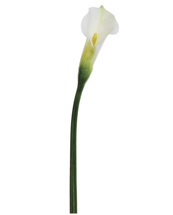 Calla Lily Blanco  31.5"