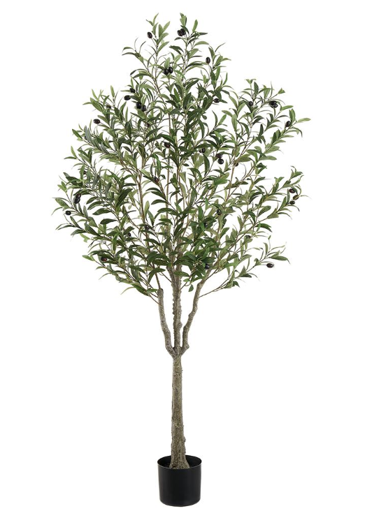 Olivo 63"