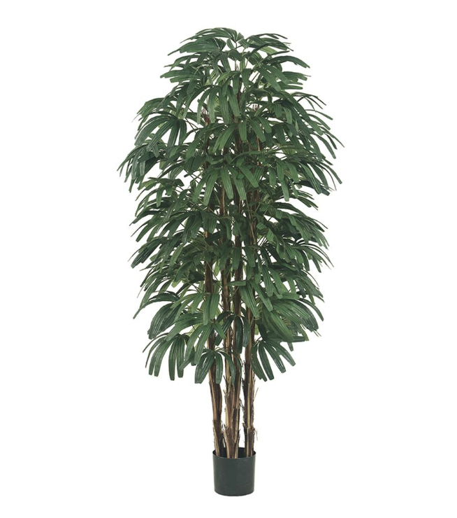 Rhapis 6'