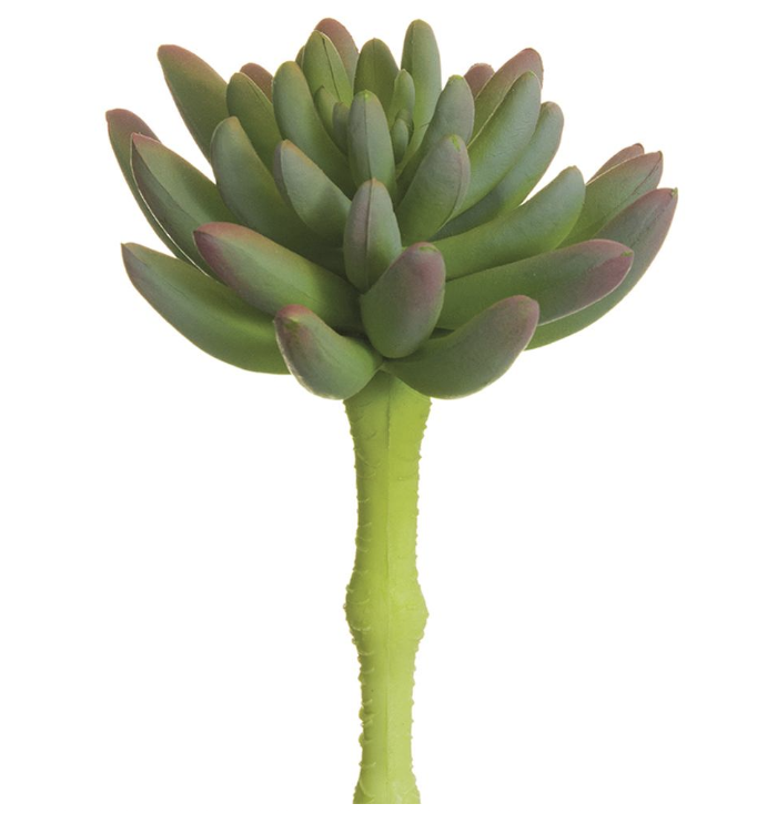 [CA4608-GR/LV] Aeonium Verde 6.25"