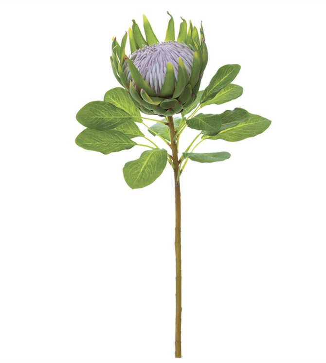 [FSP012-GR] Protea Verde 29"