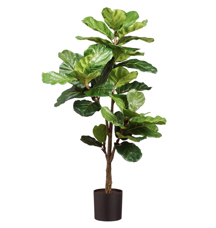 Pandurata 56"