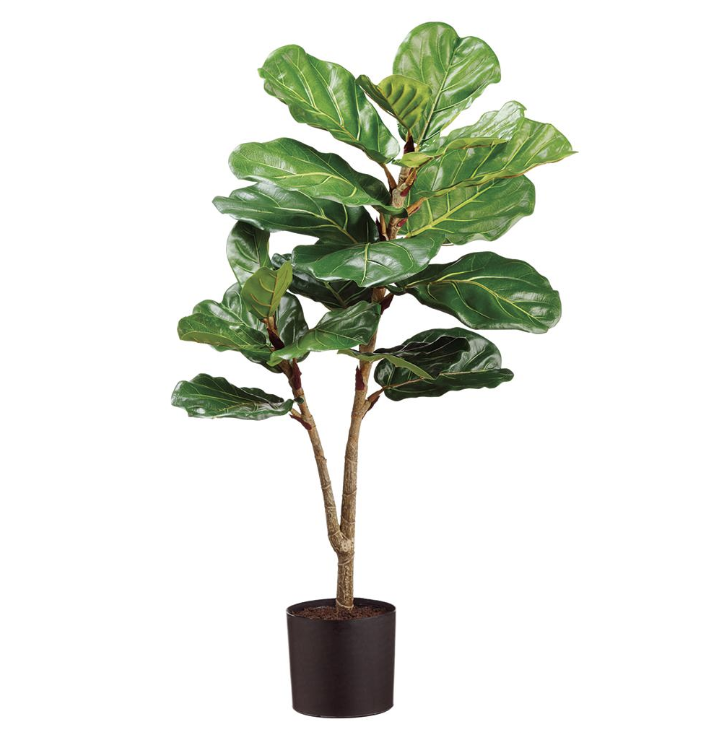 Pandurata 40"