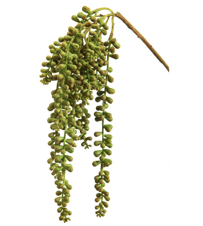 Cola De Burro 19"