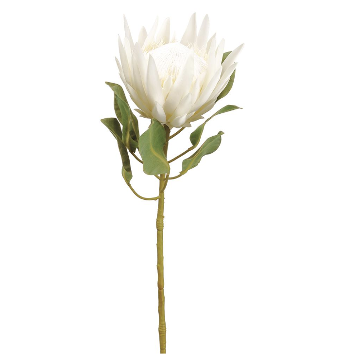 Protea Blanco 29"