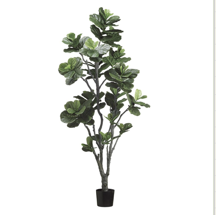 Pandurata 7'
