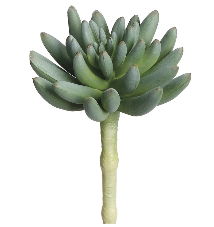 [CA4608-GR/GY] Aeonium 6.25" Verde Café