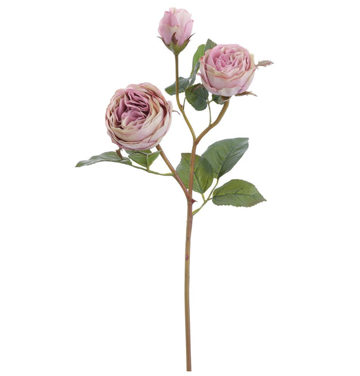 Rosa Rosa 21"