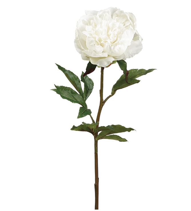 Peonia Blanco 30"