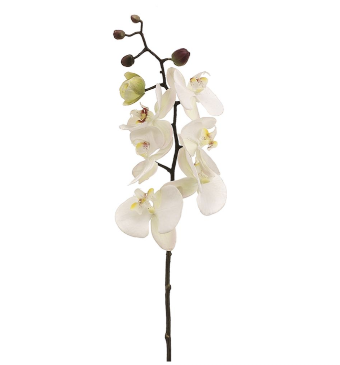 Phalaenopsis Blanco 28"