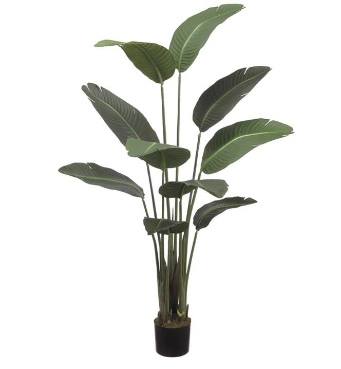 Planta Ave De Paraiso 60"