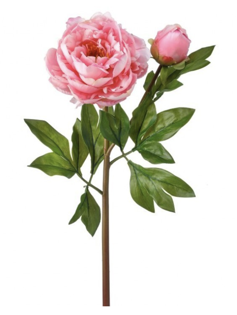 Peonia Rosa 25"