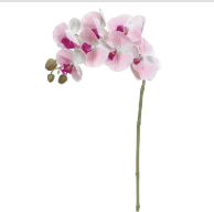 Phalaenopsis Rosa Blanco 37"