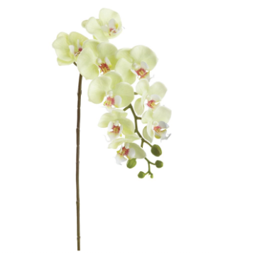 [FSP090-GR] Phalaenopsis Blanco Verde 29"