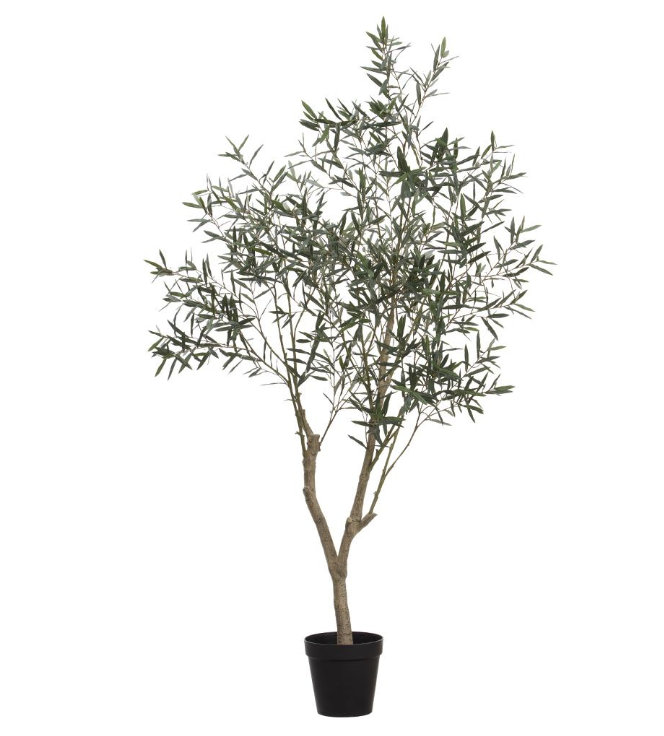 Olivo 94"