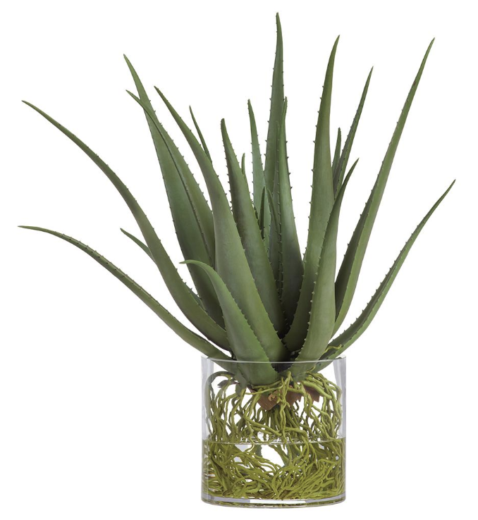 [WP0765-GR] AGAVE