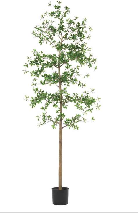 [LTP933-GR/VG] Arbol Shady Lady 6 Pies