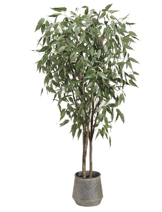 [WT5042-GR] Arbol Eucalipto 8 pies con maceta