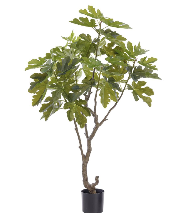  Arbol Higuera 5 pies