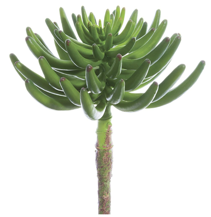 [CA3112-GR] Aeonium Verde 12"