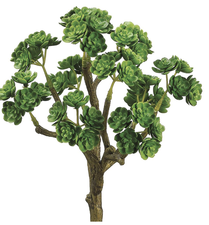 Vara Sedum 10"