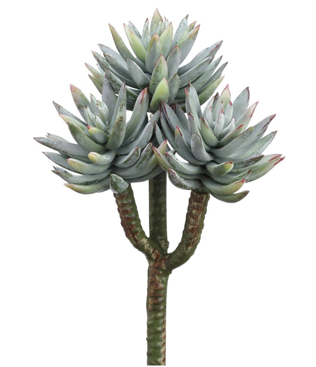 Agave X3 8"
