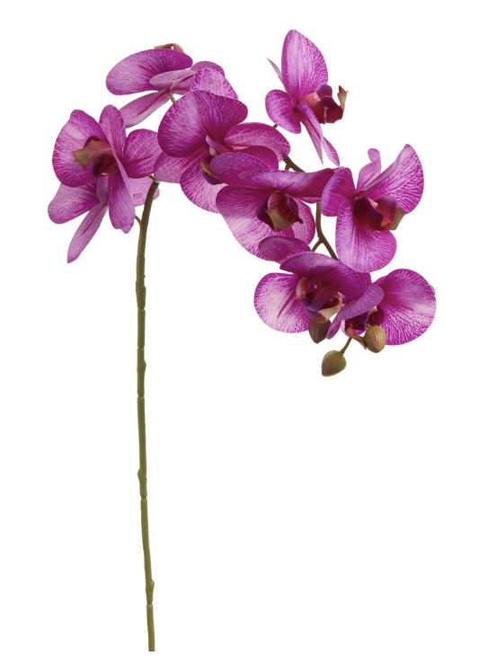 Phalaenopsis Morado 30"