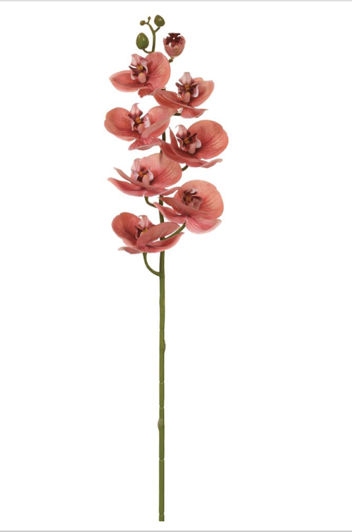 Phalaenopsis Coral 30"