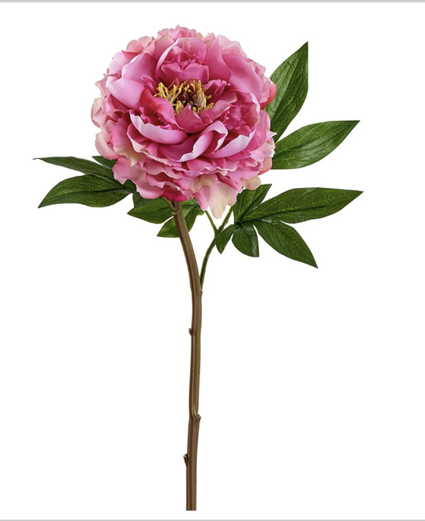 Peonia Rosa 6"