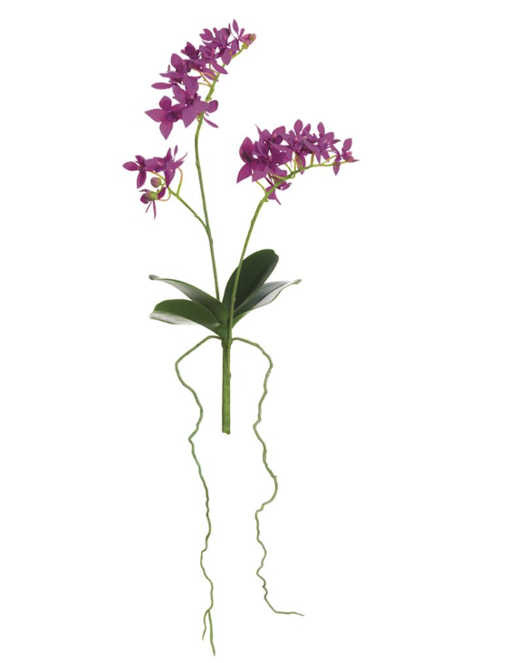 Planta Phalaenopsis Mini Morado 14"