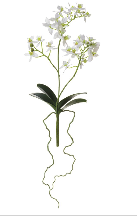 Planta Phalaenopsis Mini Blanco 14"