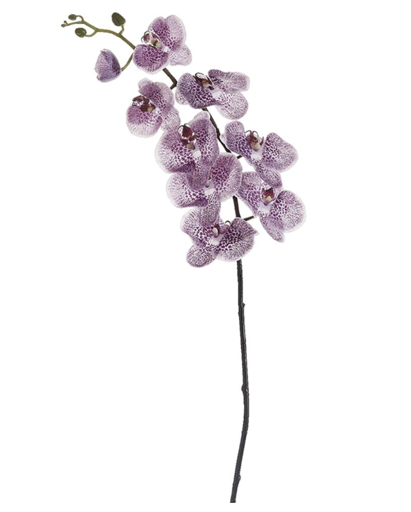 Phalaenopsis Violeta 42"