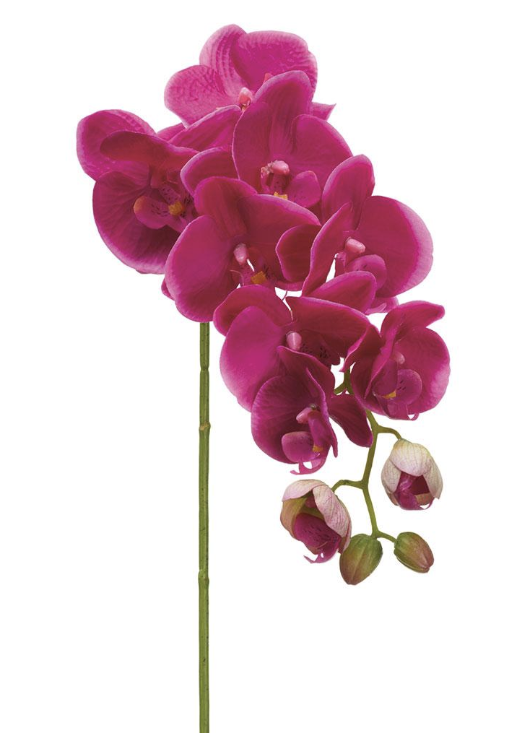  Phalaenopsis Morado 31"