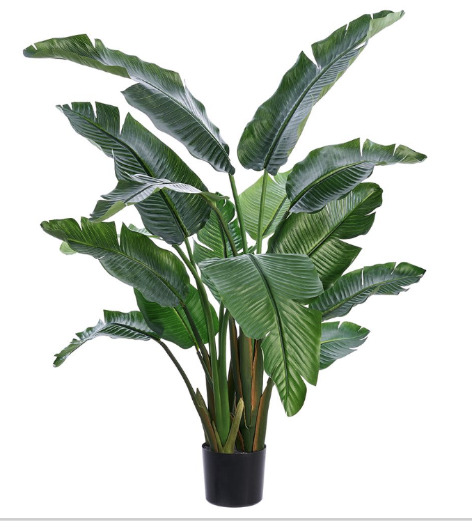 Planta Ave Del Paraiso 6'