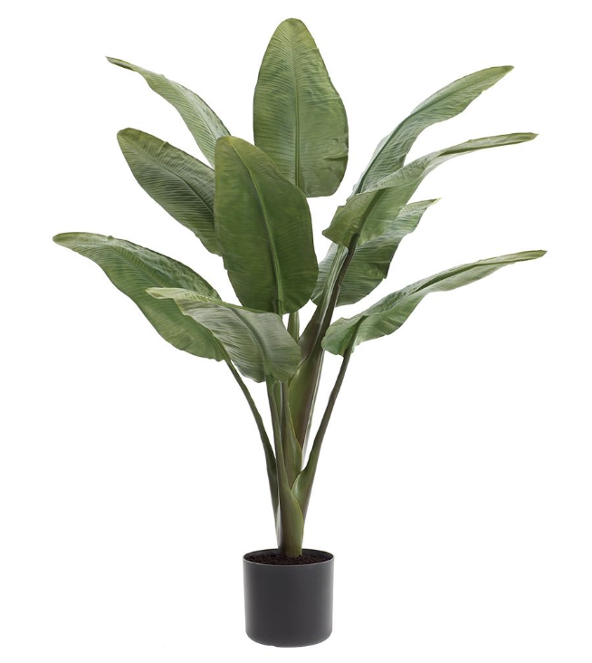 Planta Ave Del Paraiso 90"