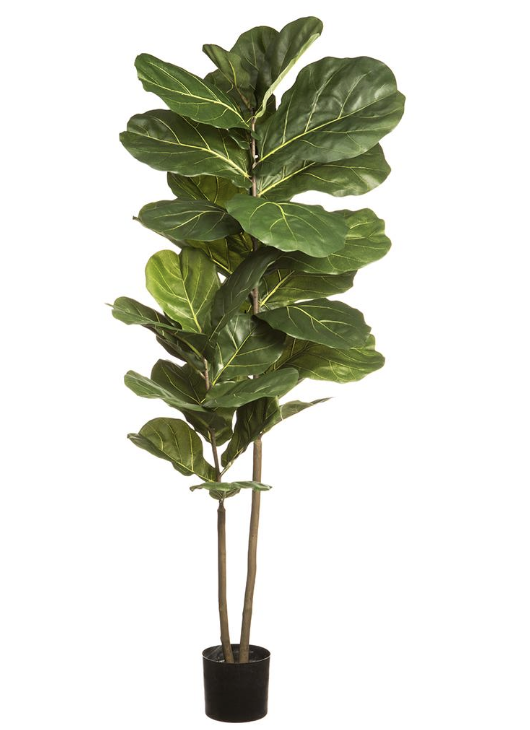 Pandurata 63"
