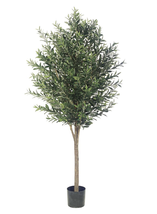 Olivo 6'