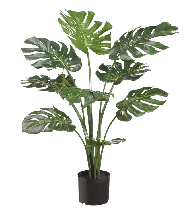 Planta Philiodendro 3'