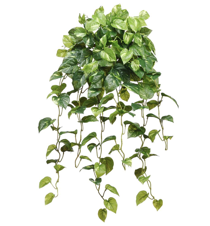 [PBP631-GR/WH] Pothos Marmoleado Colgante 42"