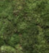 Musgo Verde Preservado 150grs