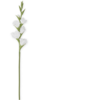 Gladiola Blanco 34"