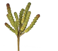 Suculenta Dedo Verde 8"