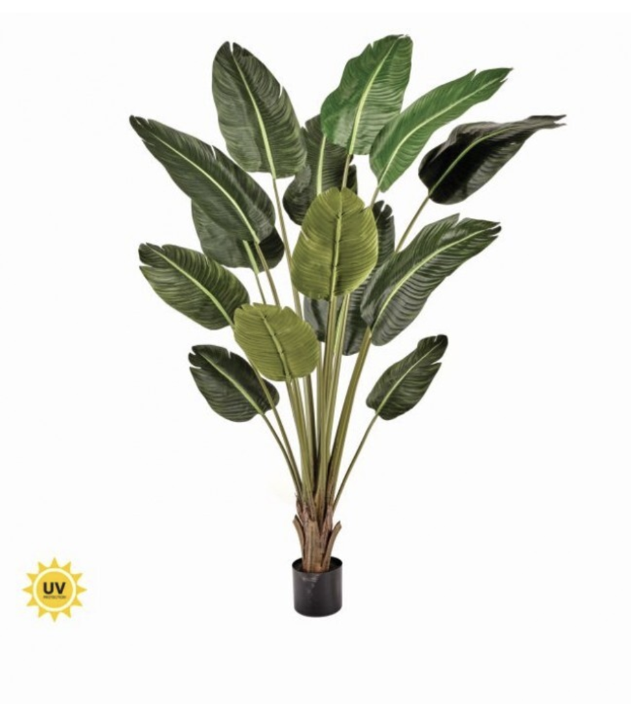 Planta Palma Viajera 33"